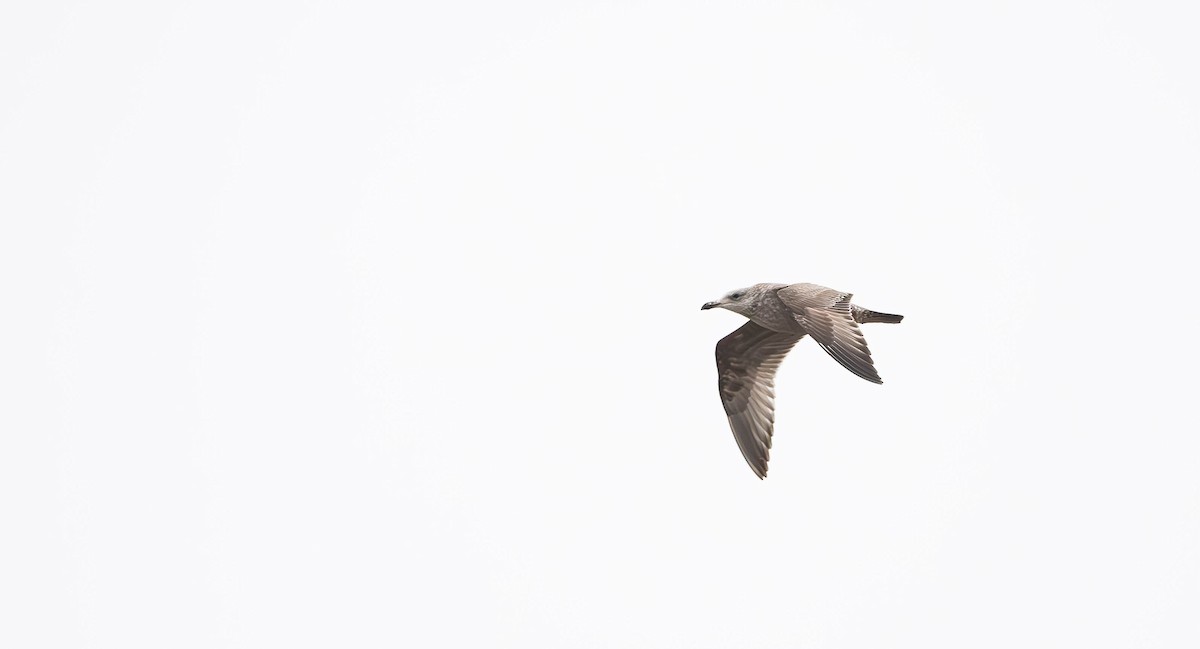 American Herring Gull - ML560666891