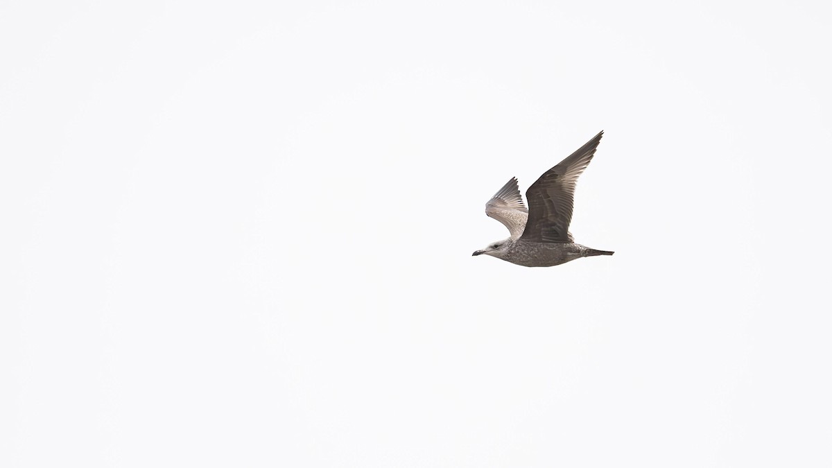 American Herring Gull - ML560666901
