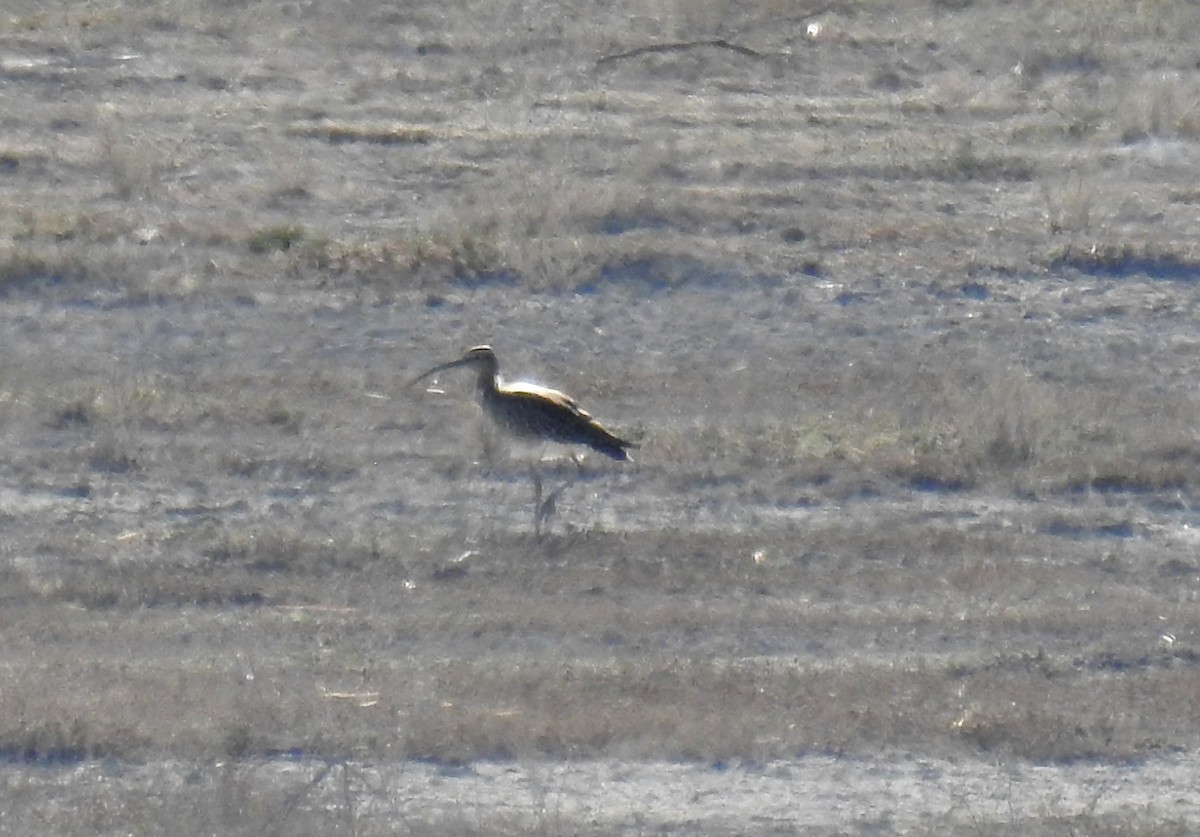 Whimbrel - Paco Luque