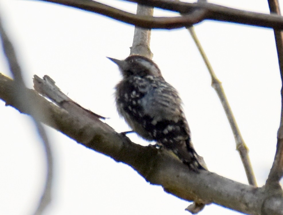 Brown-capped Pygmy Woodpecker - ML560667071