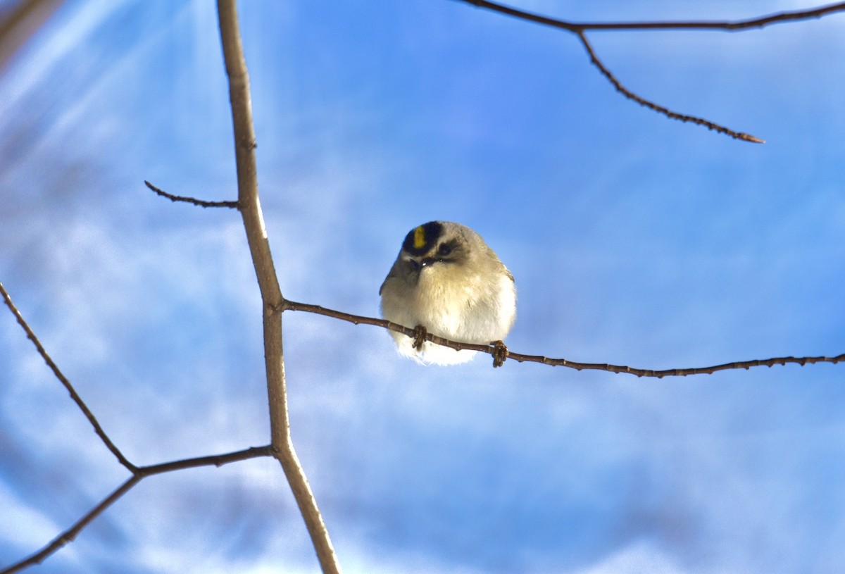 Golden-crowned Kinglet - ML560667091