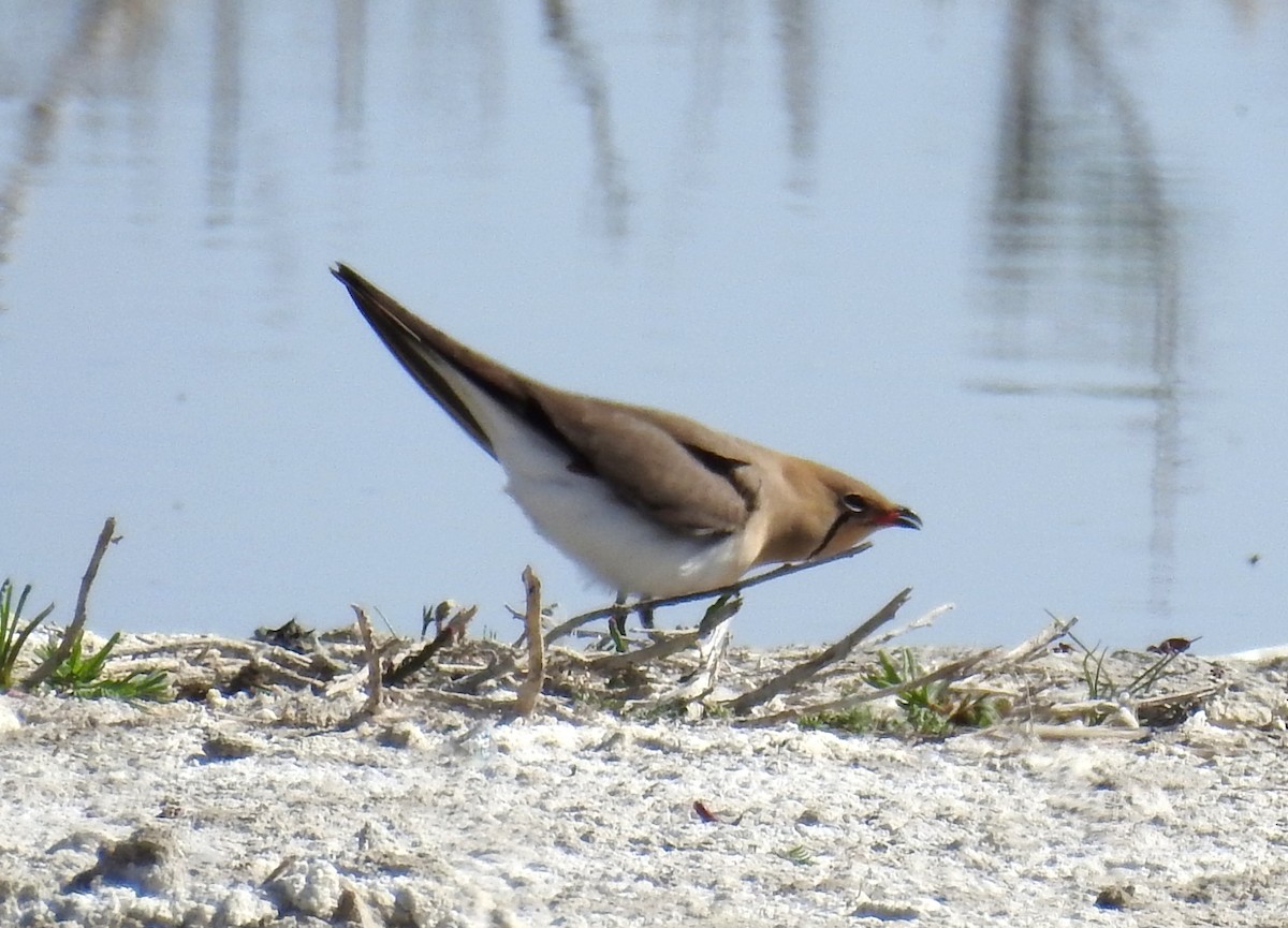 Collared Pratincole - ML560667131