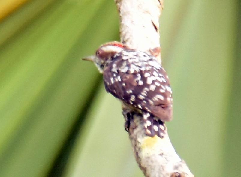 Brown-capped Pygmy Woodpecker - ML560667651