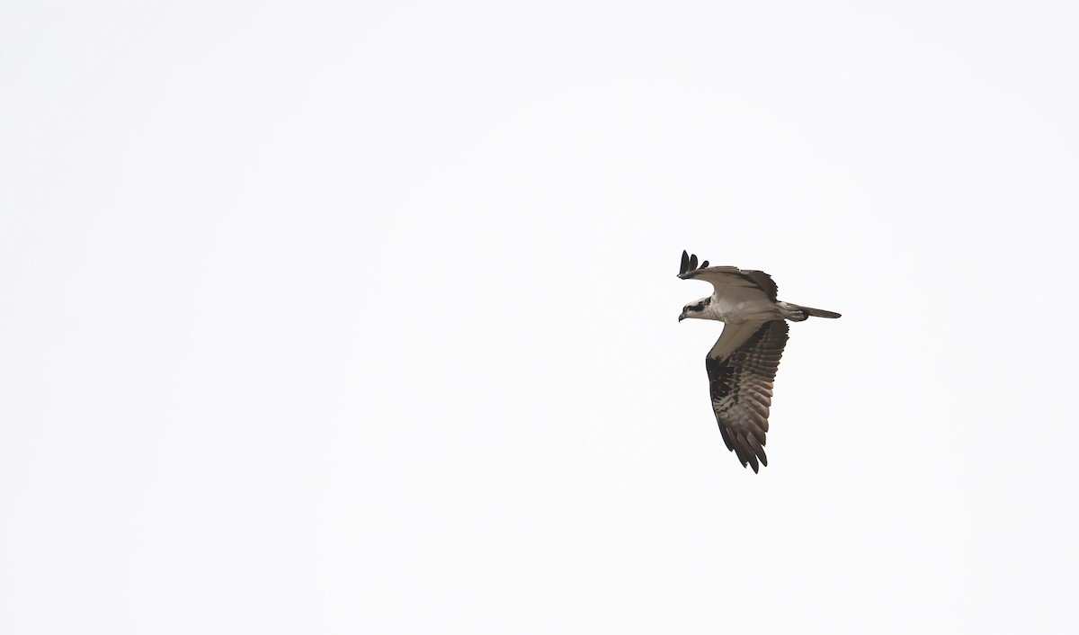 Osprey (American) - ML560668321