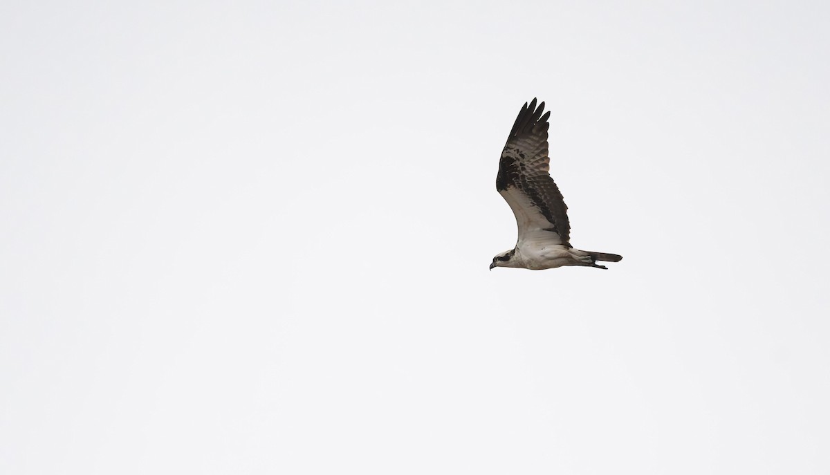 Osprey (American) - ML560668331