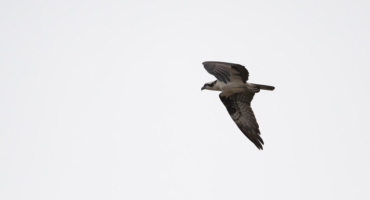 Osprey (American) - ML560668341