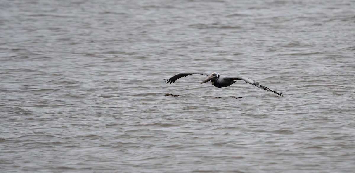 Brown Pelican - ML560668531