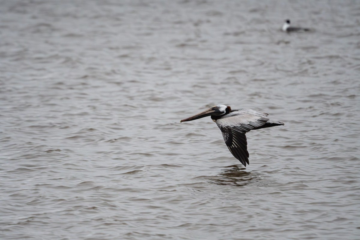 Brown Pelican - ML560668541