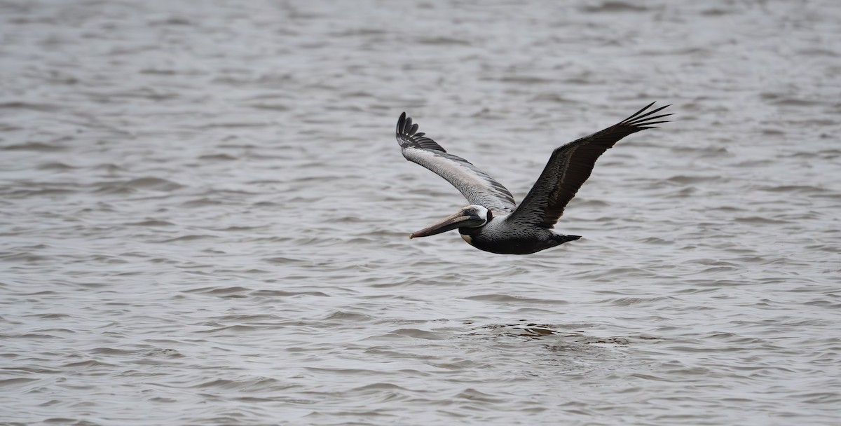 Brown Pelican - ML560668551