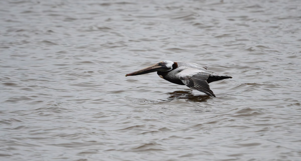 Brown Pelican - ML560668561