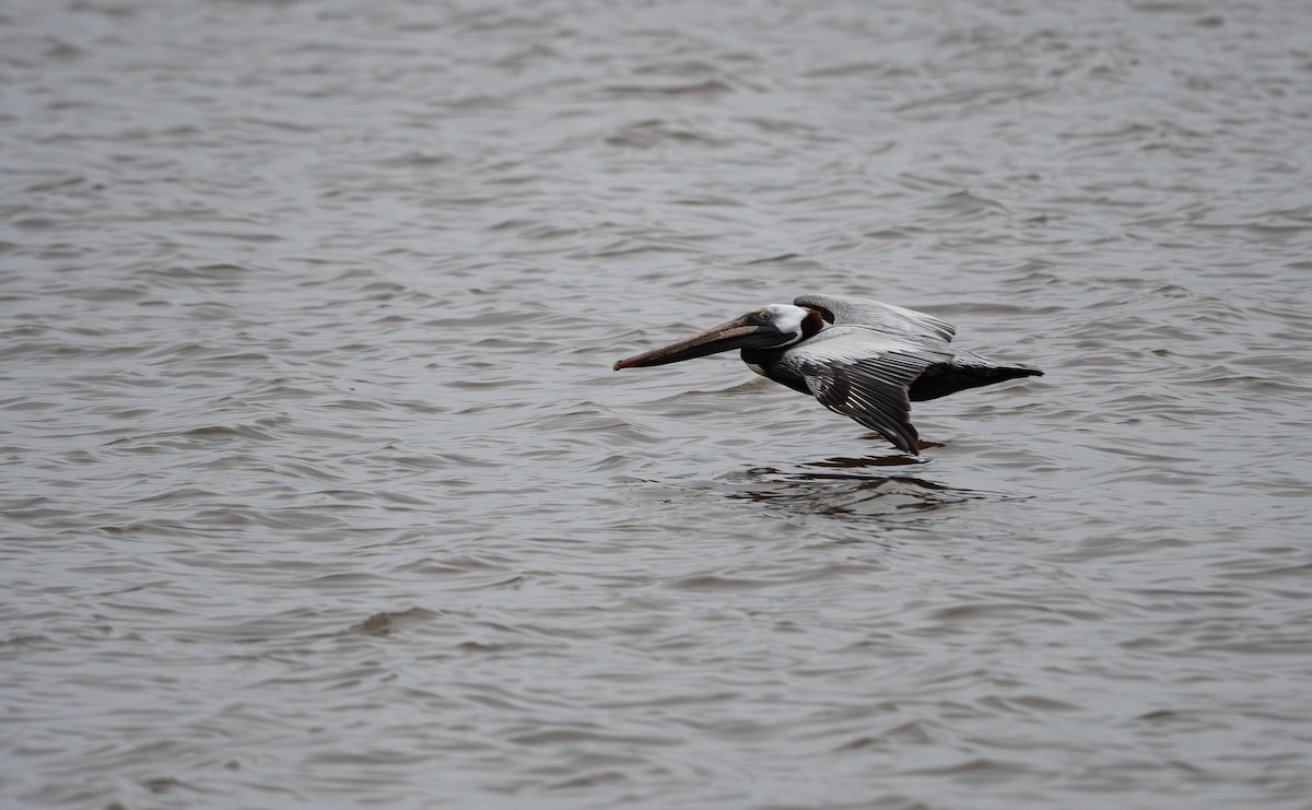 Brown Pelican - ML560668571