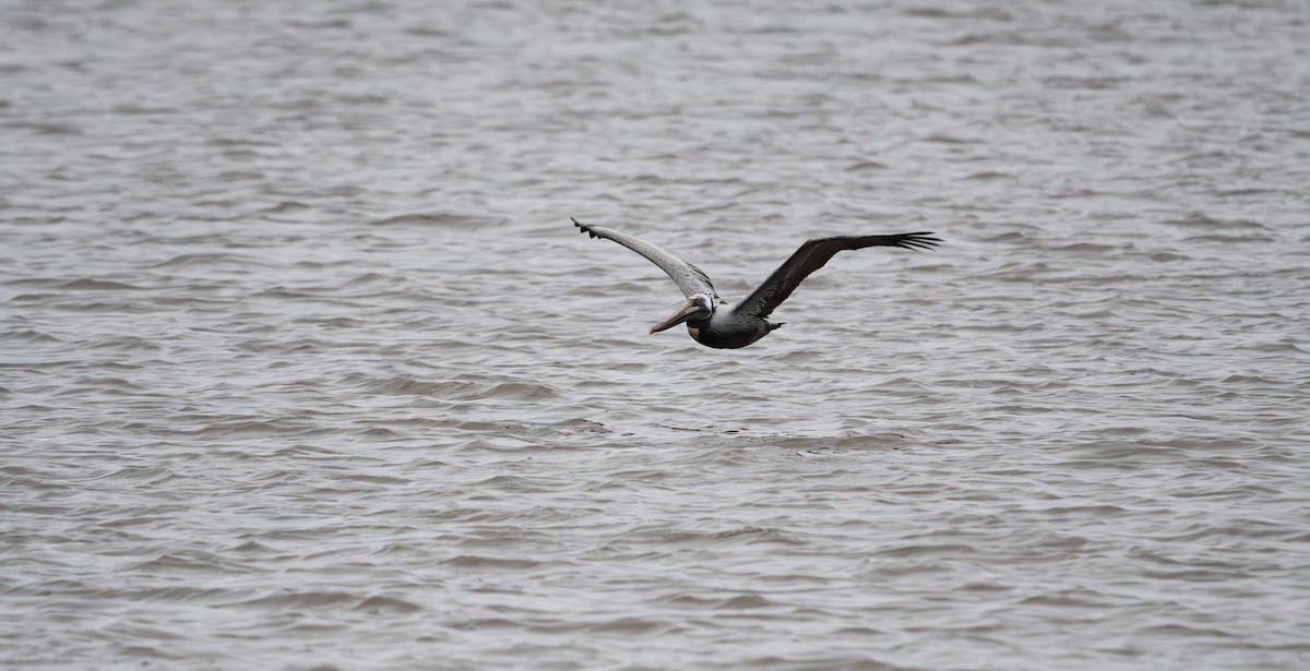 Brown Pelican - ML560668581