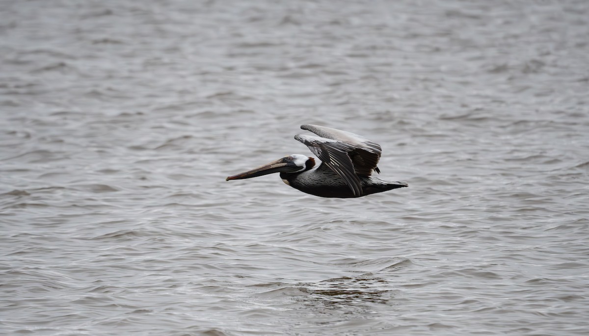 Brown Pelican - ML560668591