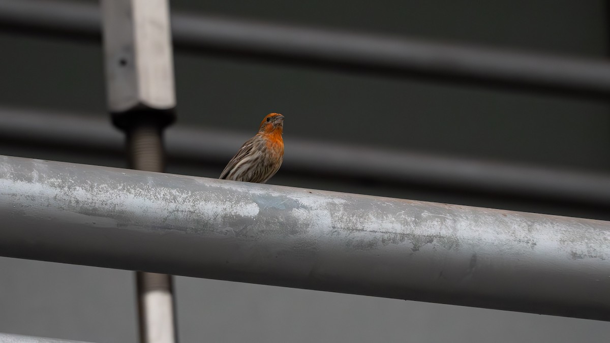 House Finch - ML560668671