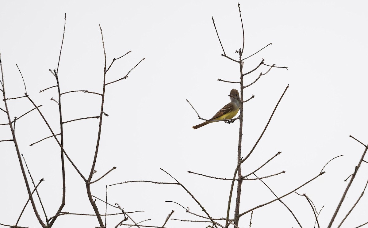 Great Crested Flycatcher - ML560668691
