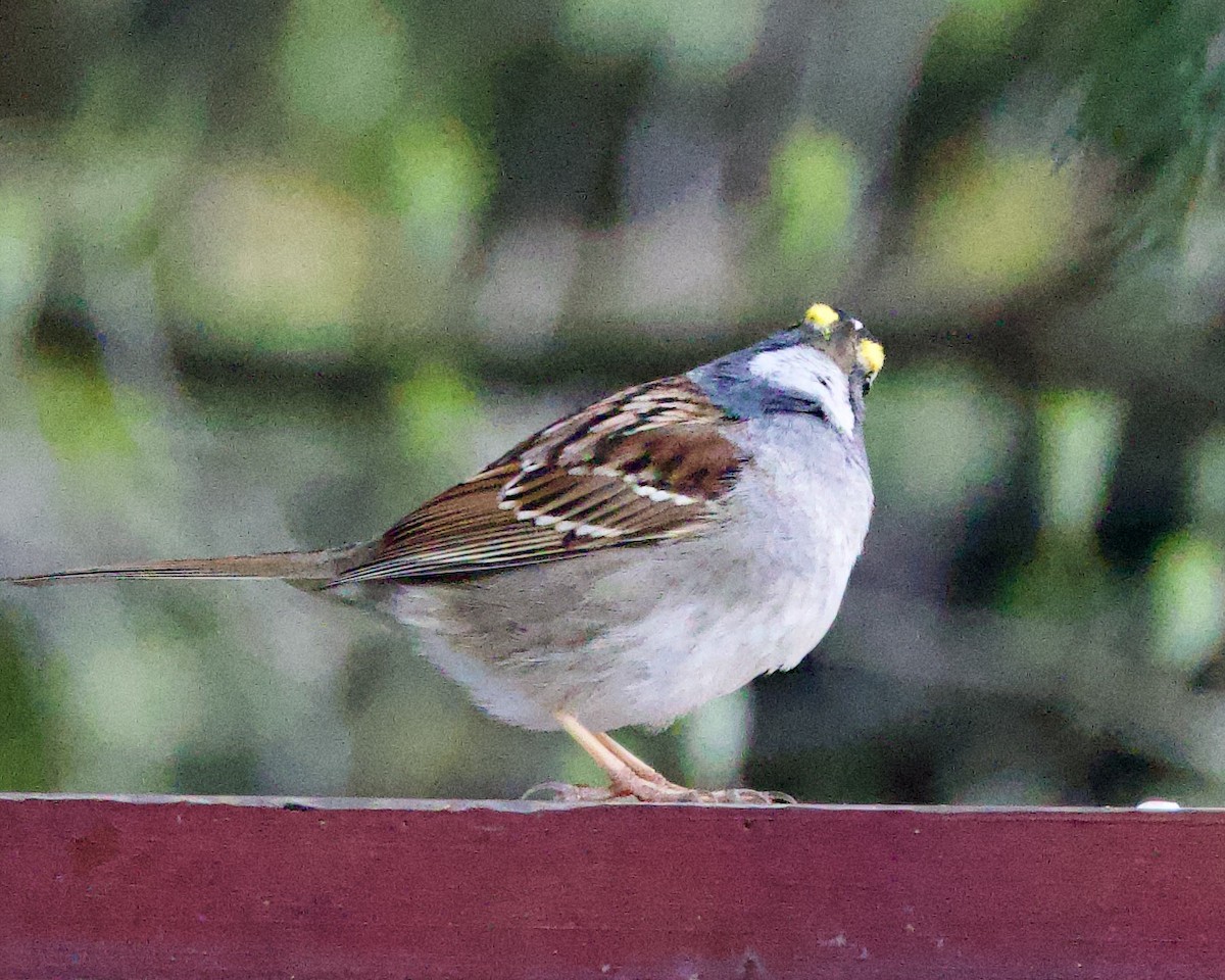 White-throated Sparrow - ML560670281