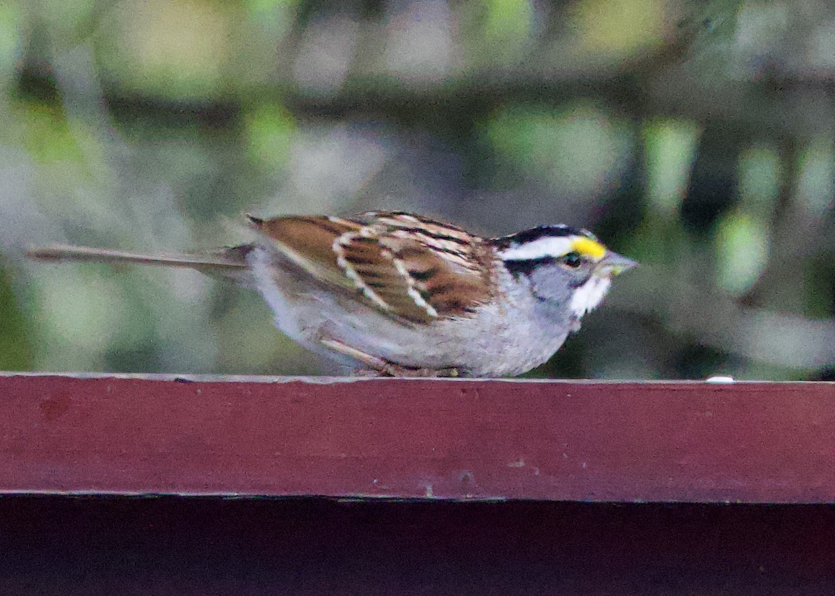 White-throated Sparrow - ML560670291