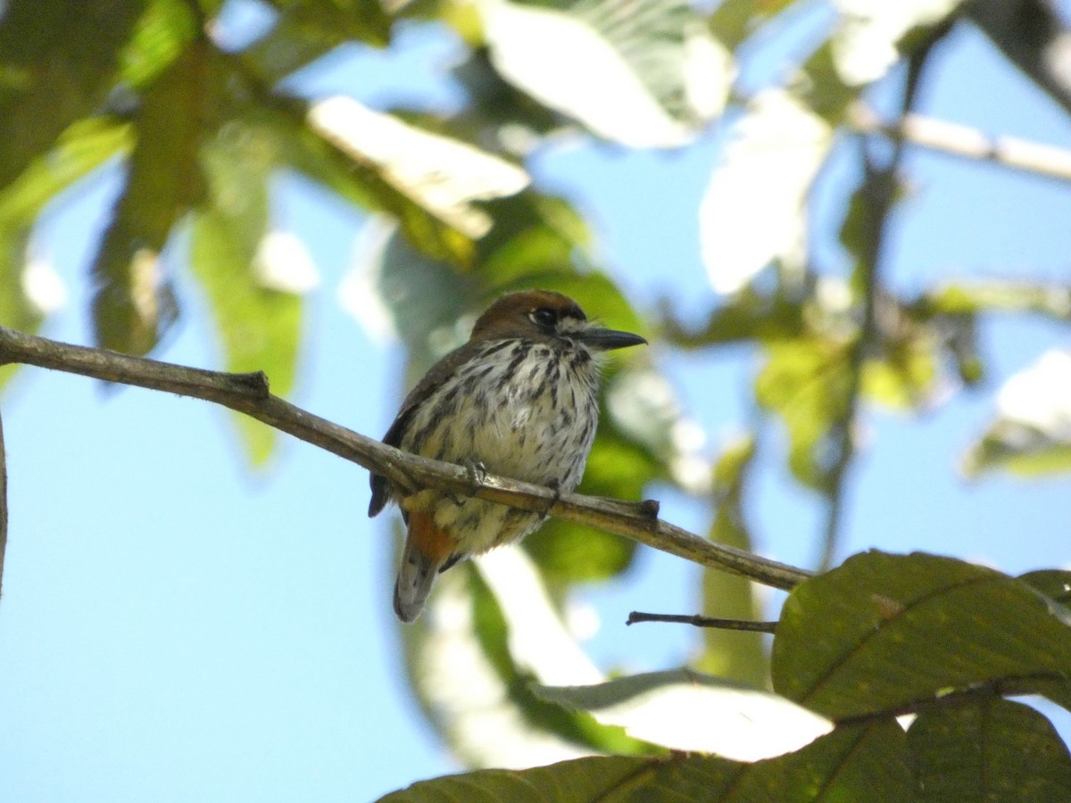 Lanceolated Monklet - ML560670301