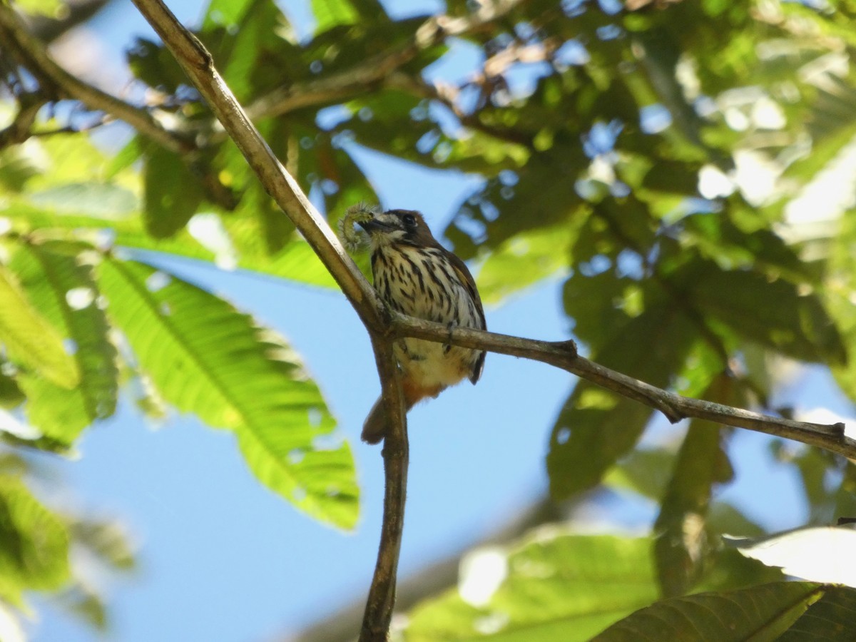 Lanceolated Monklet - ML560670501