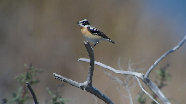 Pitxartxar nabarra - ML560670631