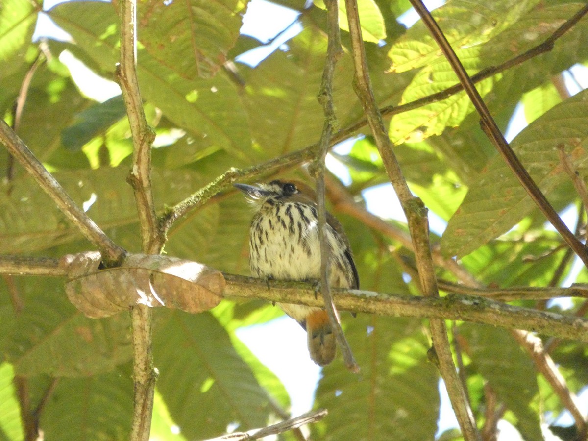 Lanceolated Monklet - ML560670641