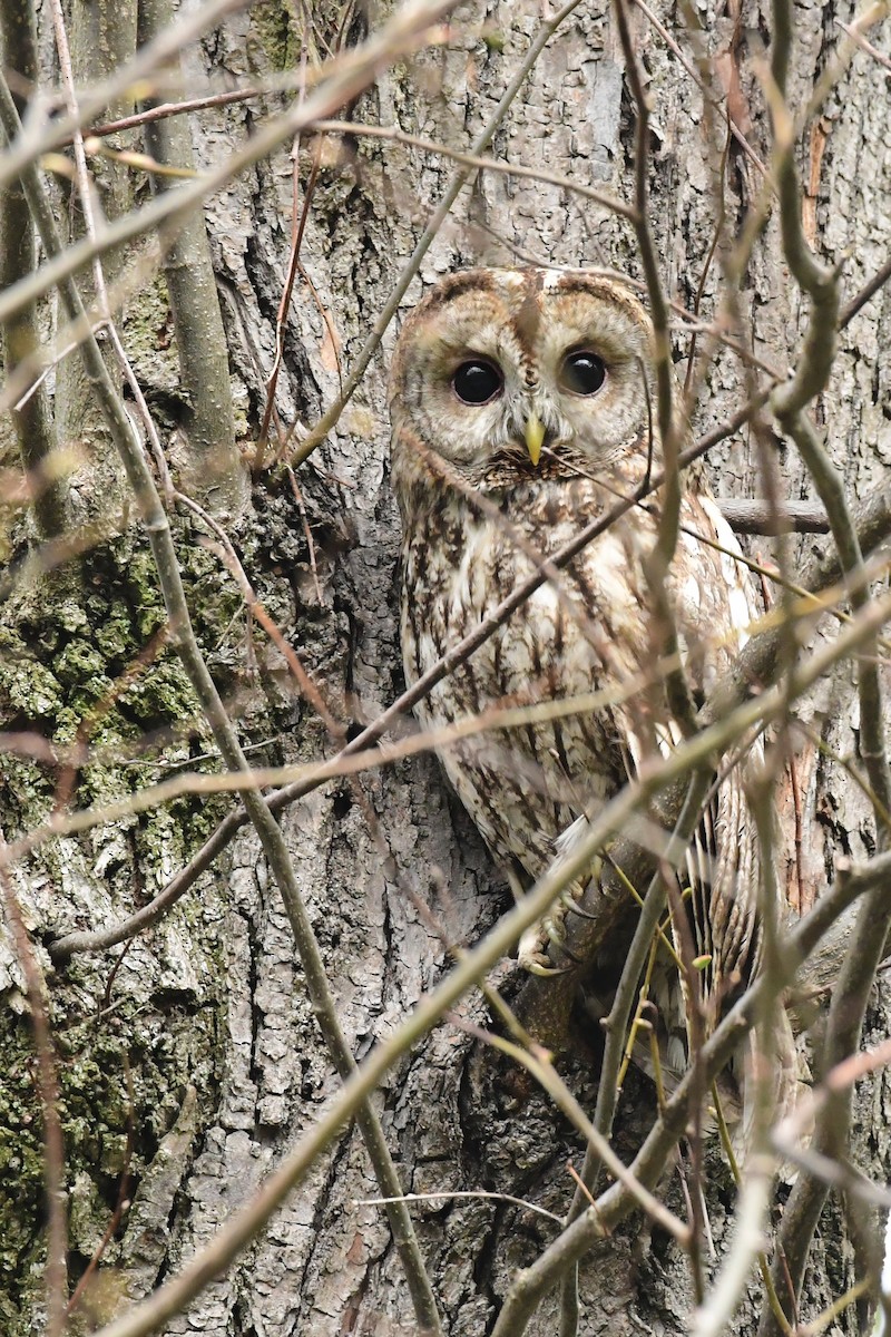 Tawny Owl - ML560672301