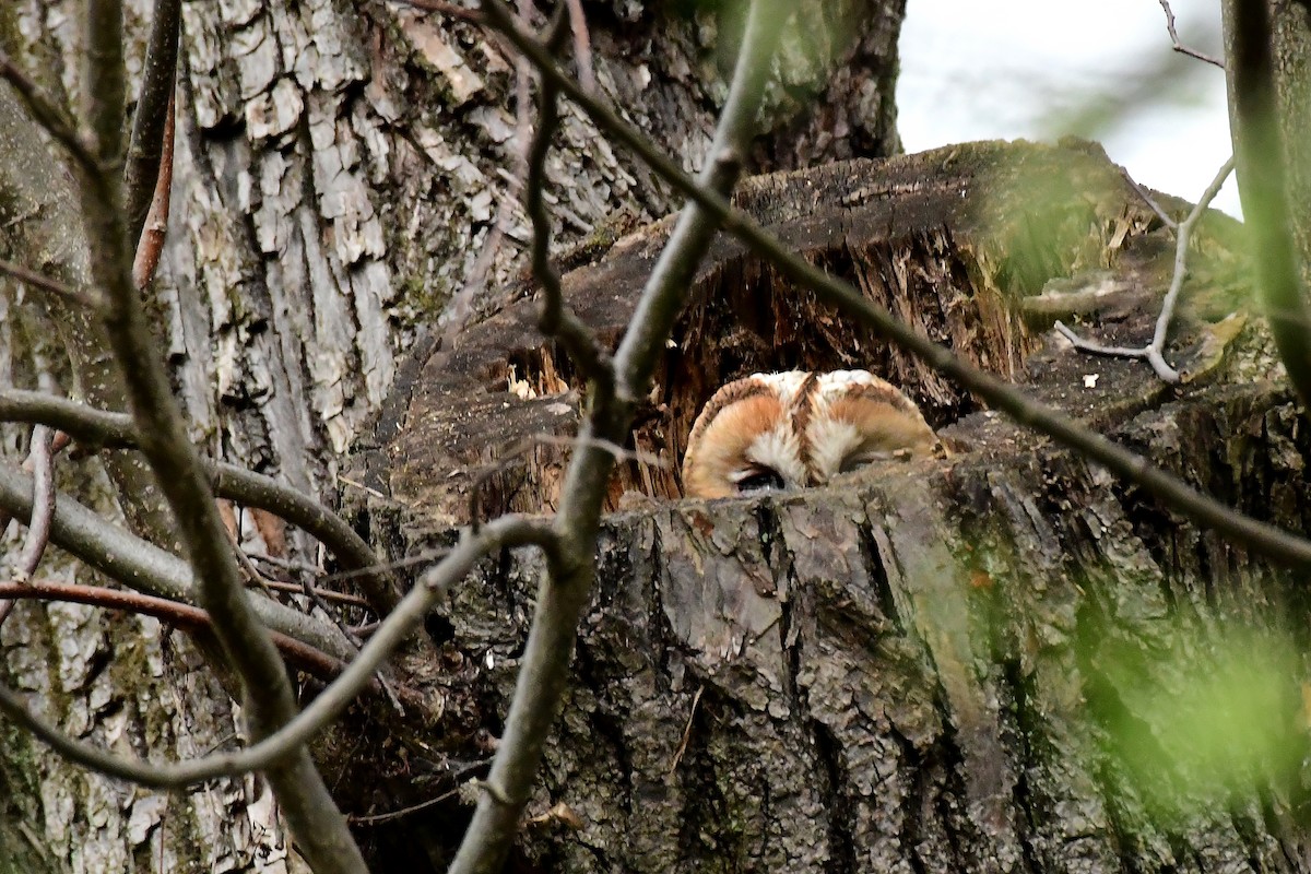 Tawny Owl - ML560672311