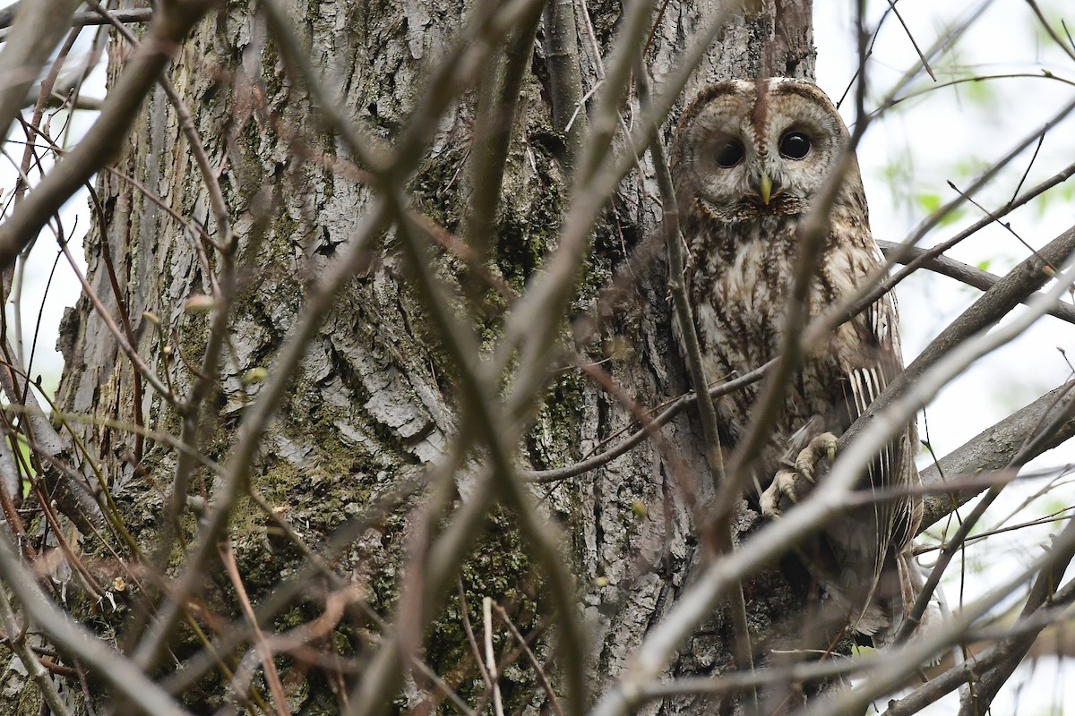 Tawny Owl - ML560672331