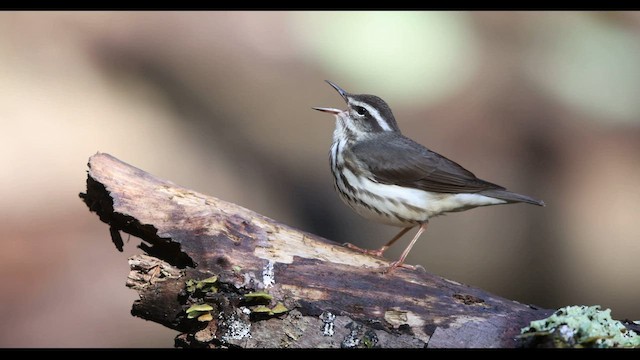 Louisiana Waterthrush - ML560672431