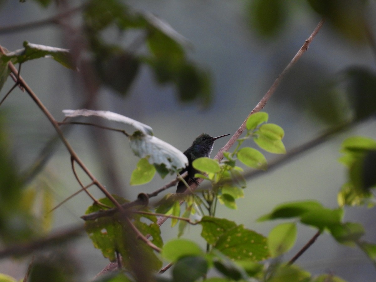 Violet-bellied Hummingbird - maikol mendoza aristizabal