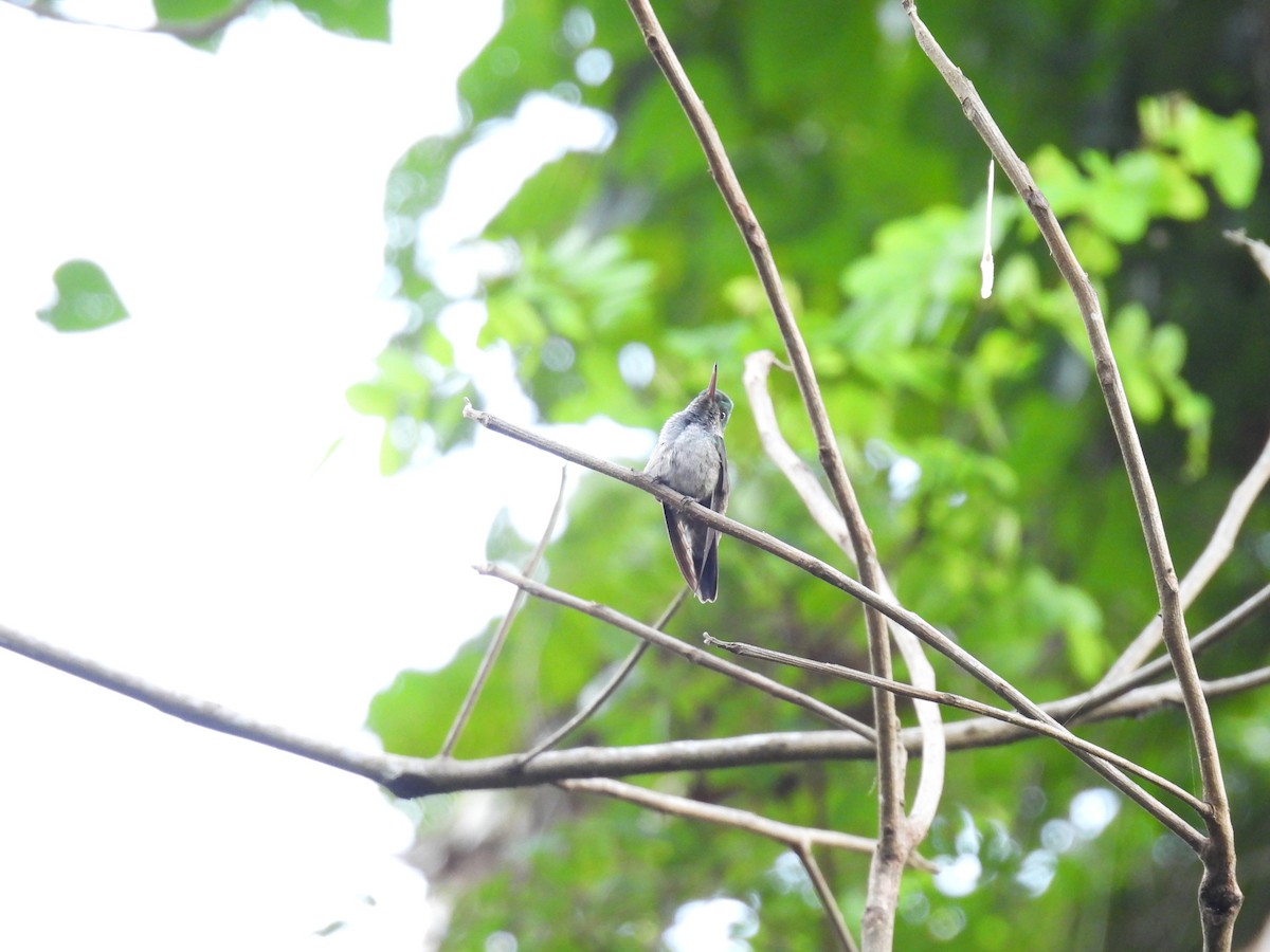 Violet-bellied Hummingbird - maikol mendoza aristizabal