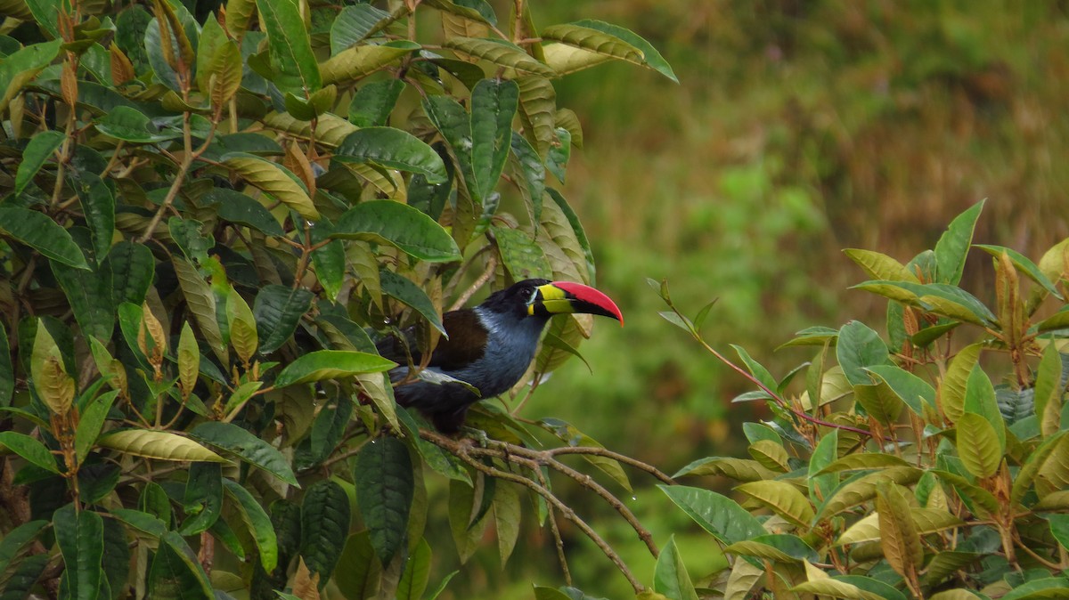 Gray-breasted Mountain-Toucan - ML56067341