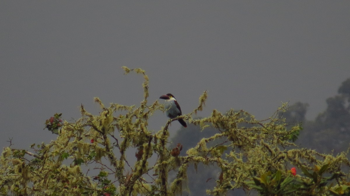 Black-billed Mountain-Toucan - ML56067401