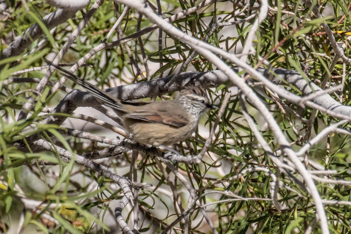 Plain-mantled Tit-Spinetail - Michael Hooper