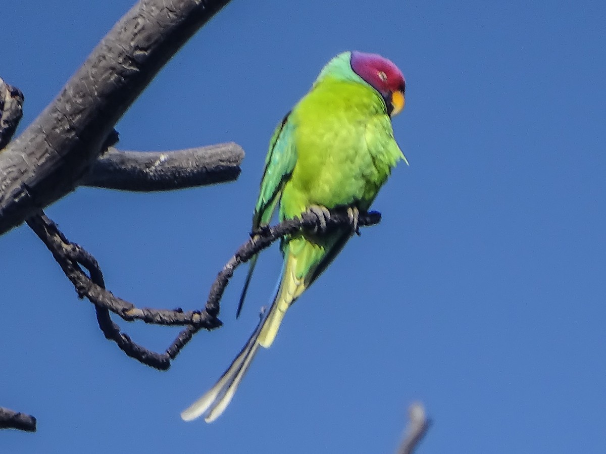 Папужець фіолетовоголовий - ML560674701