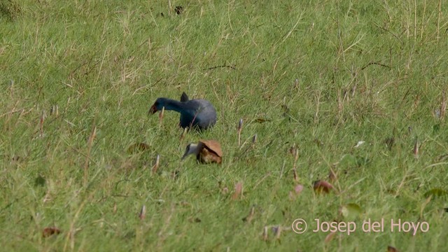 African Swamphen - ML560674891