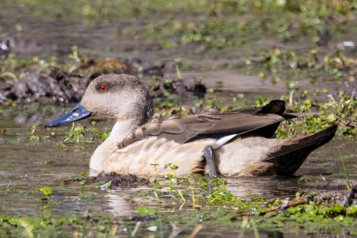 Canard huppé - ML560675251