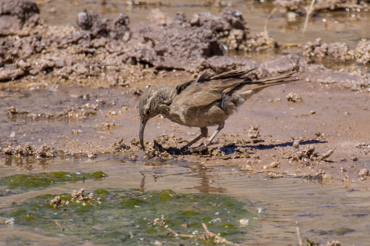 Scale-throated Earthcreeper - ML560676321