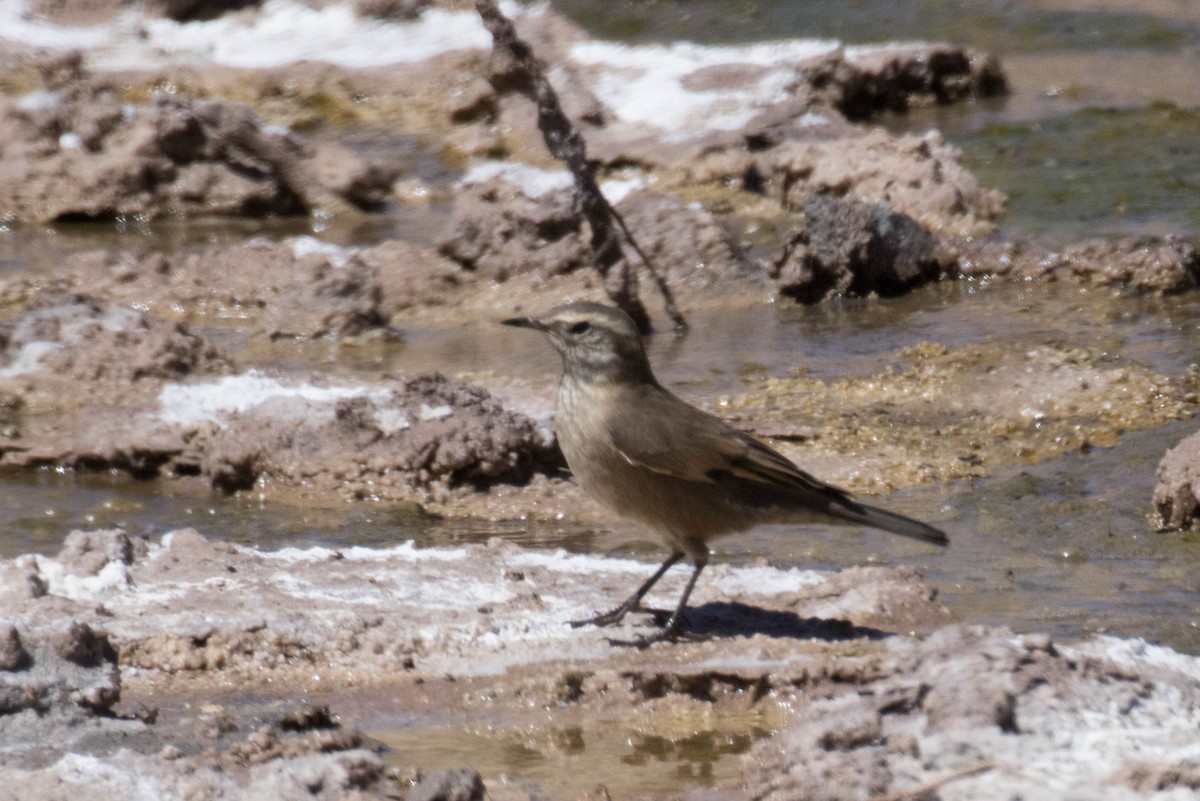 Buff-winged Cinclodes - ML560676531