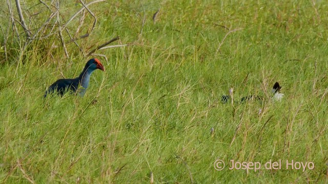 African Swamphen - ML560677871