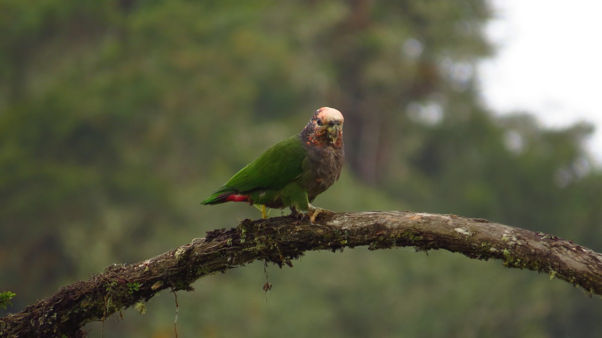 Speckle-faced Parrot - Jorge Muñoz García   CAQUETA BIRDING