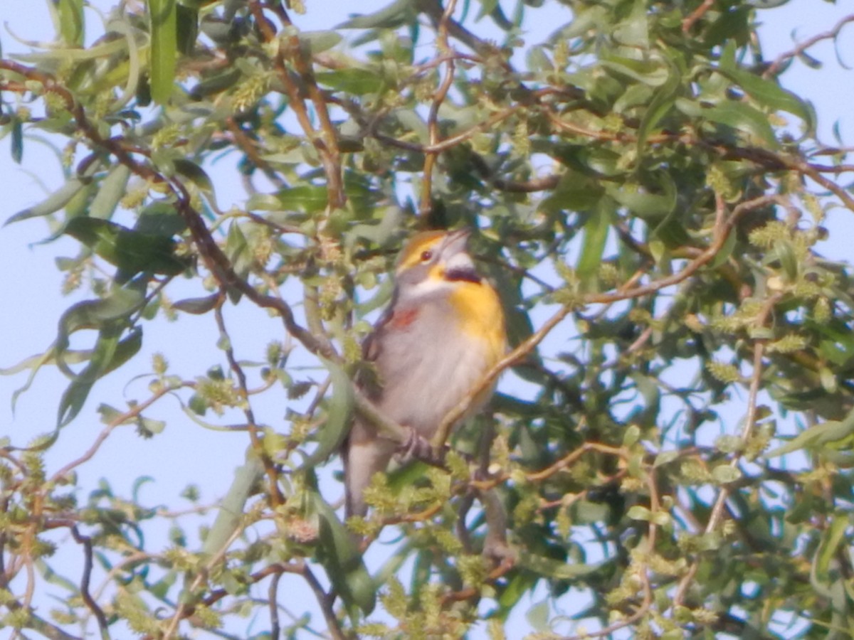 Dickcissel - ML560680911