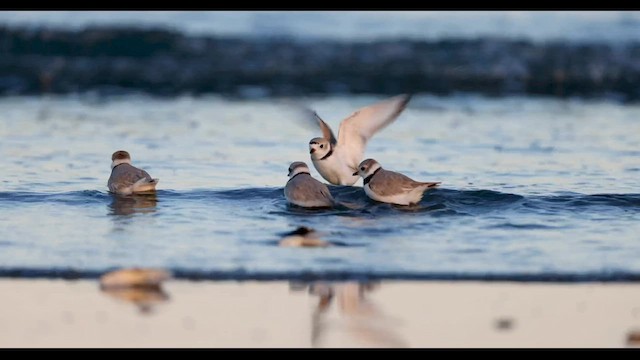 Piping Plover - ML560680961