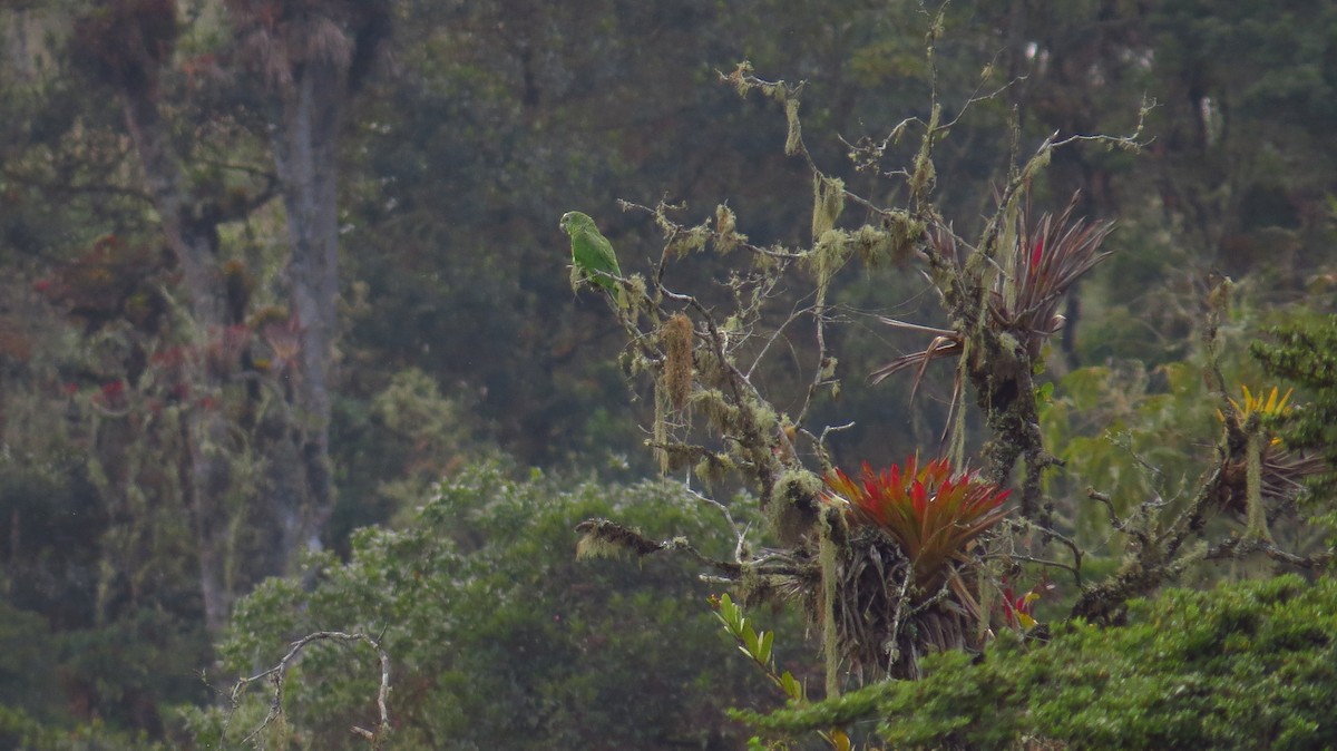 Scaly-naped Parrot - Jorge Muñoz García   CAQUETA BIRDING