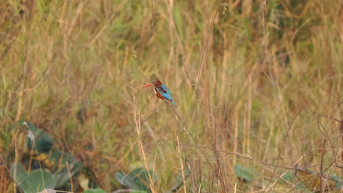 White-throated Kingfisher - ML560682141