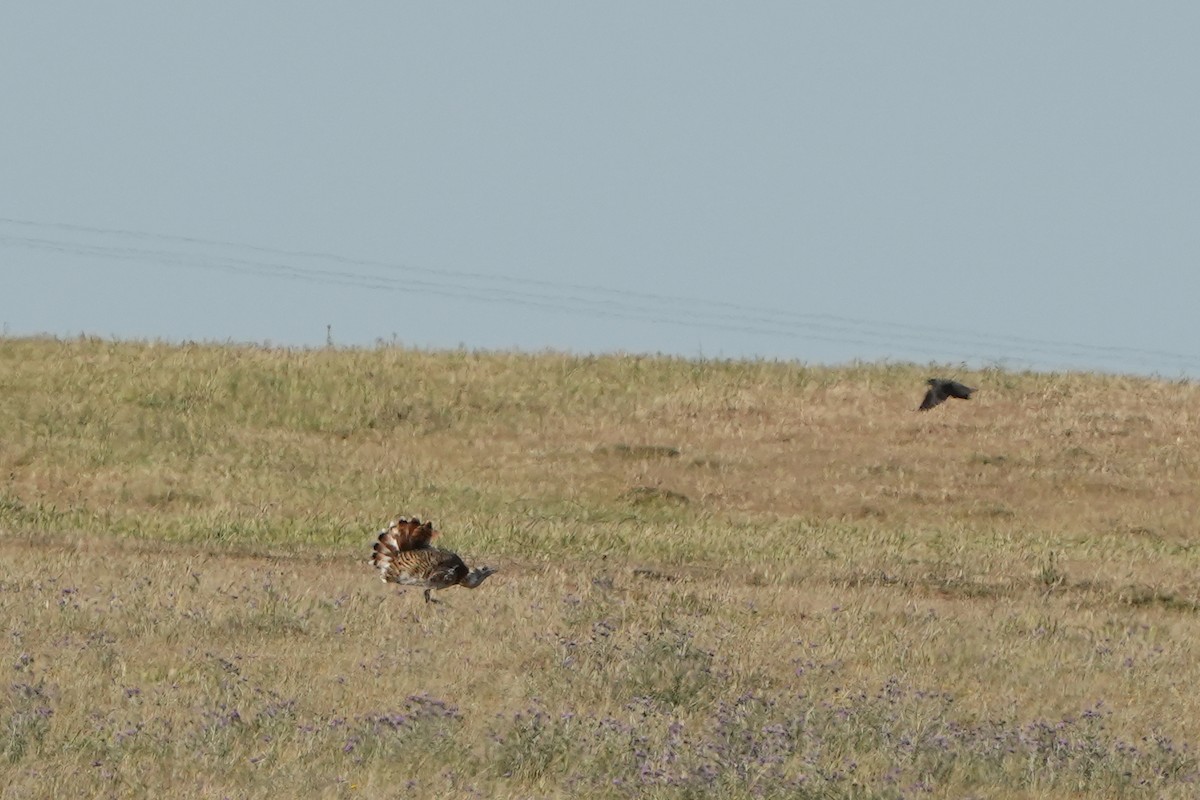 Great Bustard - ML560682931