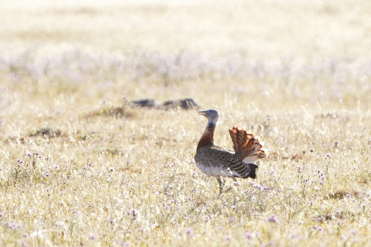 Great Bustard - ML560682941