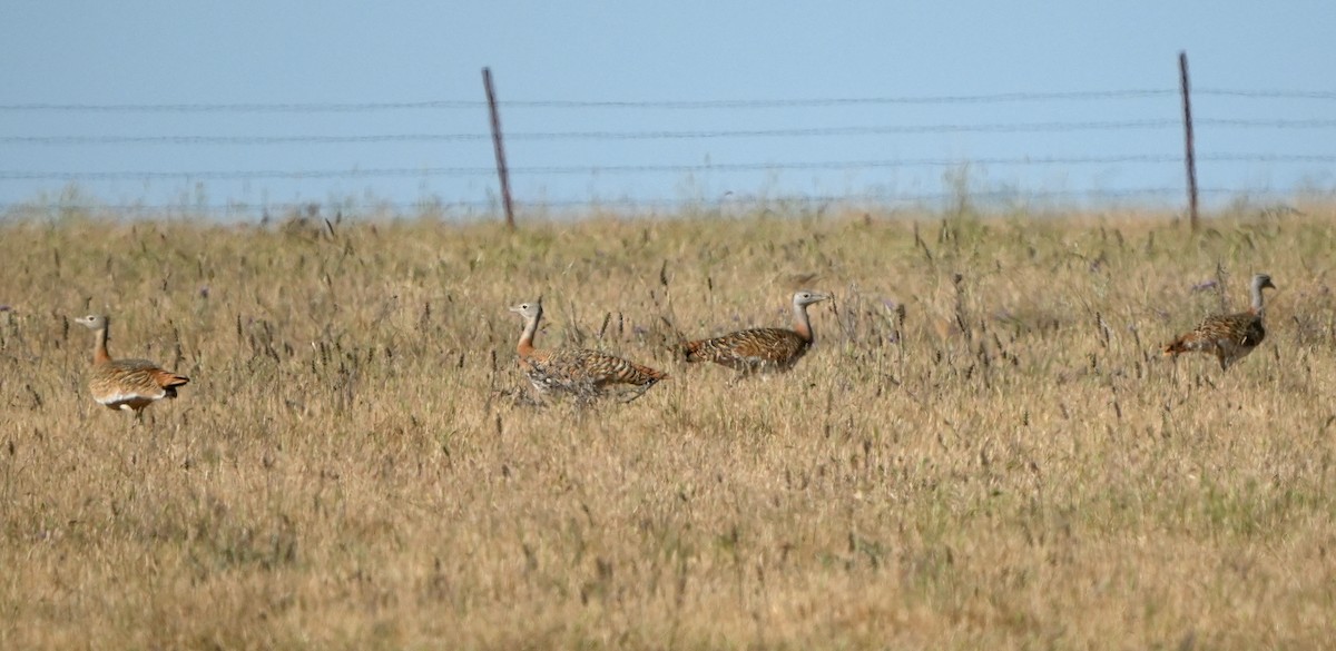 Great Bustard - ML560682951