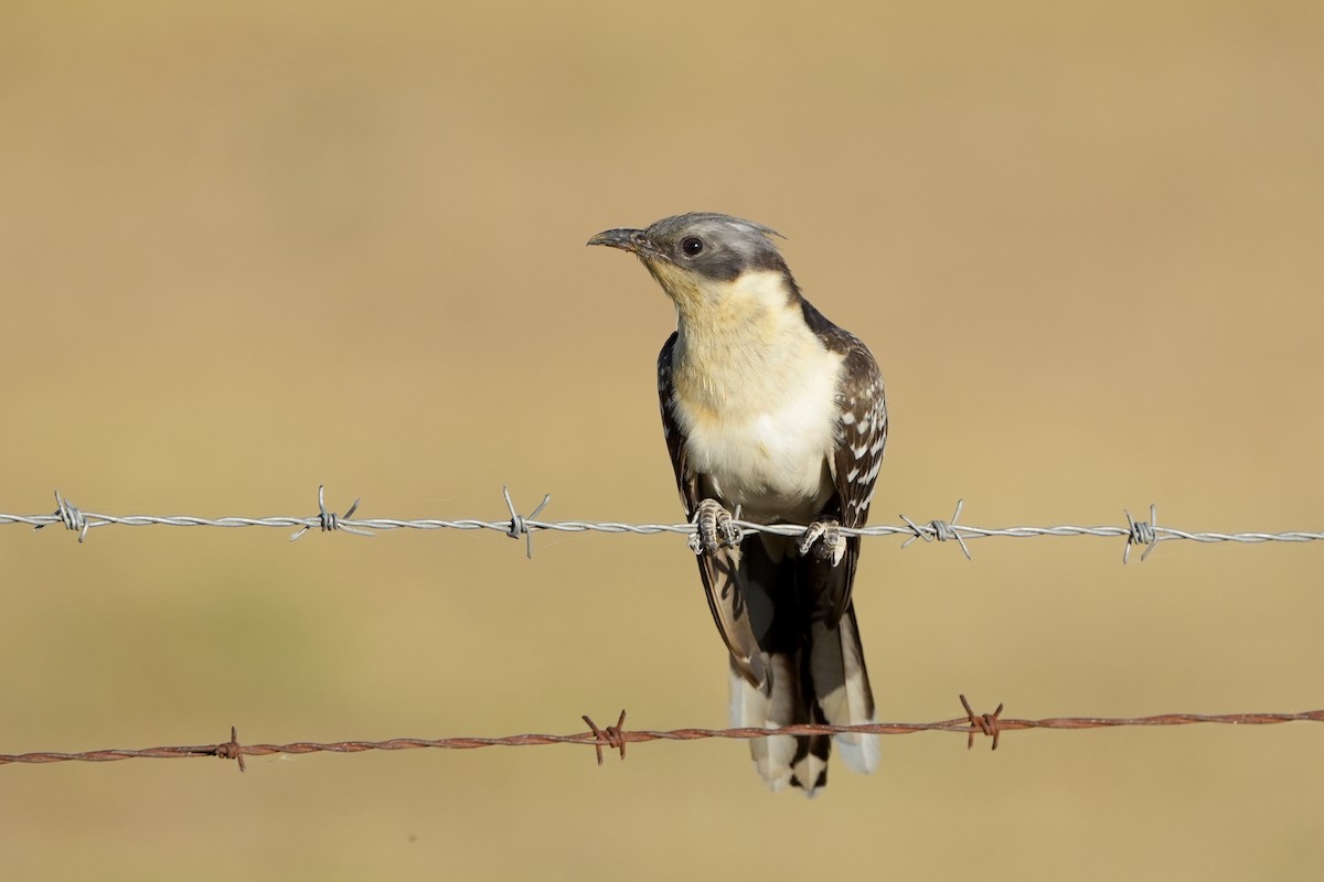 Great Spotted Cuckoo - ML560683131