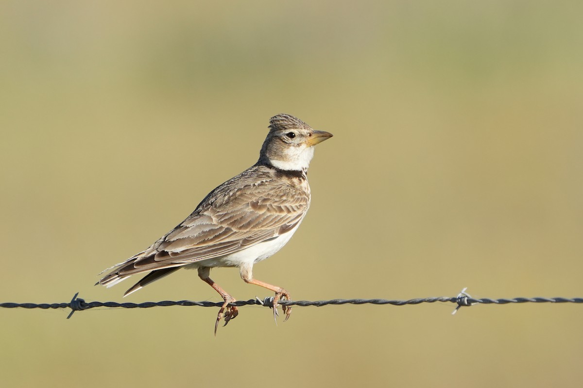 Calandra Lark - ML560683171